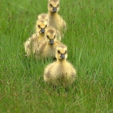 Kako hraniti guske prvih dana kod kuće